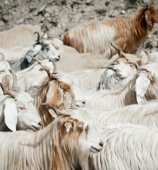 Herd of kashmir (pashmina) goats from Indian highland farm in Ladakh